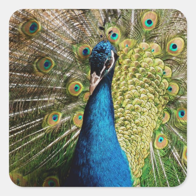 Bashful Peacock Quadratischer Aufkleber (Vorderseite)