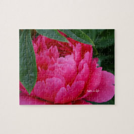Bashful Pink Peony