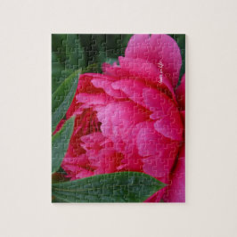 Bashful Pink Peony
