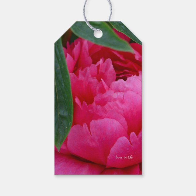 Bashful Pink Peony Geschenkanhänger (Vorderseite)