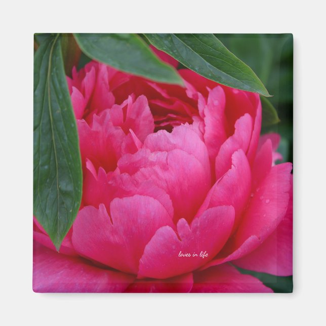 Bashful Pink Peony Magnet (Vorne)