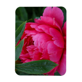 Bashful Pink Peony Magnet