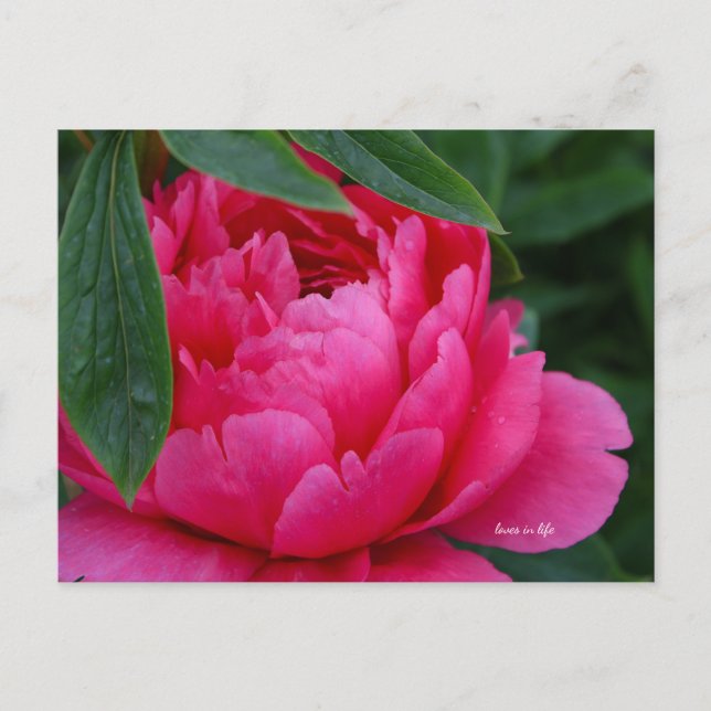 Bashful Pink Peony Postkarte (Vorderseite)