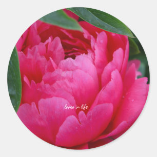 Bashful Pink Peony Runder Aufkleber