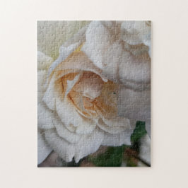 Bashful Roses