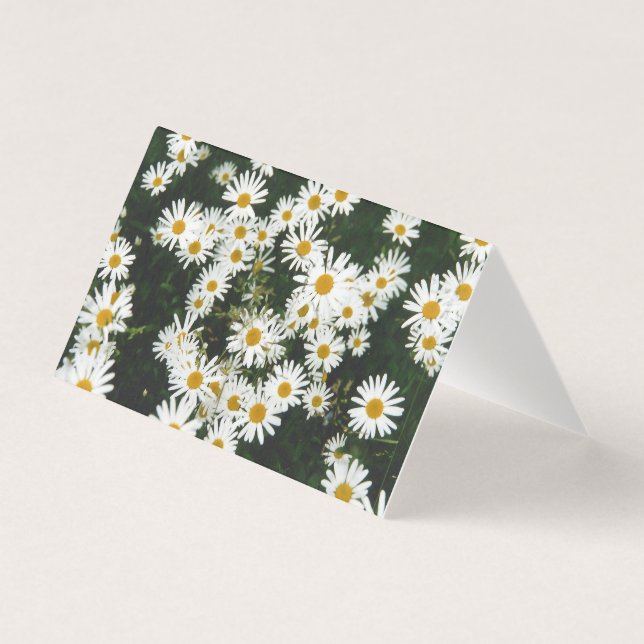 Basière à oeil blanc, prairie à marguerite de la l (Front)