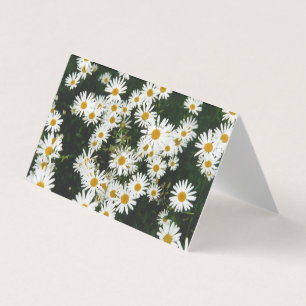 Basière à oeil blanc, prairie à marguerite de la l