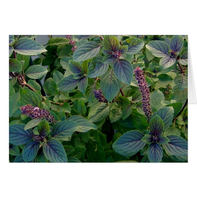 Basil bleu africain (Devant horizontal)