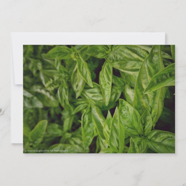 Basil Fine Art Ankündigung (Vorderseite)