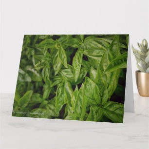 Basil Fine Art Karte
