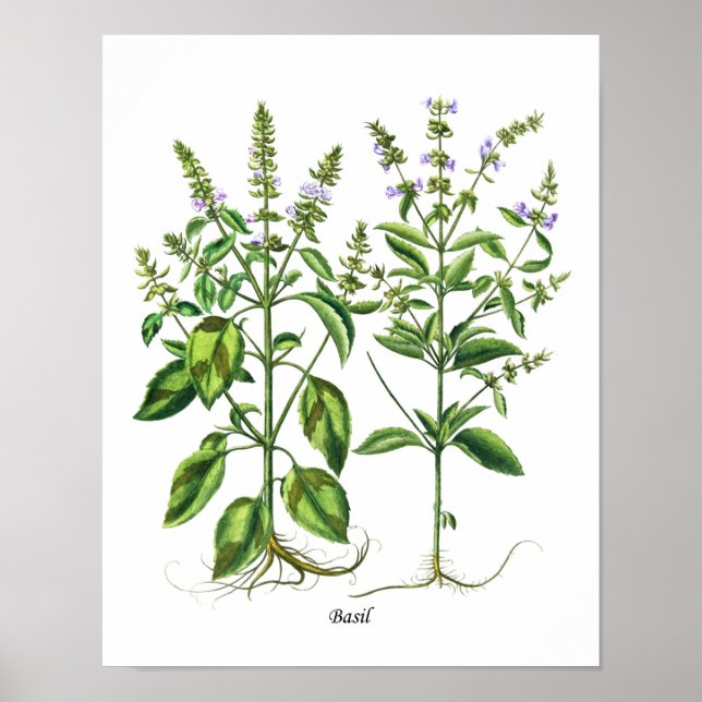 Basil Herb Küche Ausstattung Poster (Vorne)