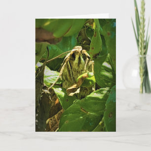 "Basil-Mit Augen" Get Well-Card Karte