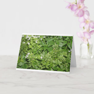 Basilikum-Kraut (Ocimum basilicum) Karte