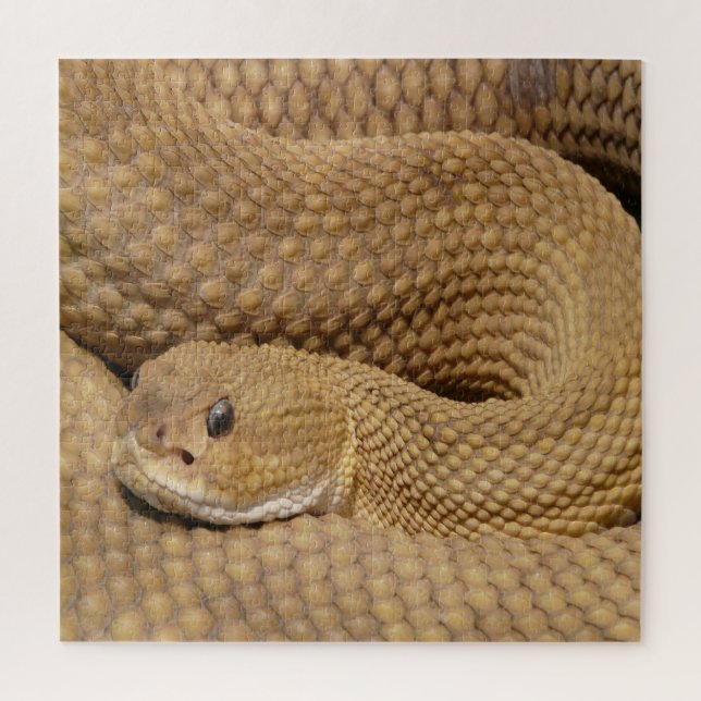 Basilisk Pit Viper Rattlesnake (Vertikal)