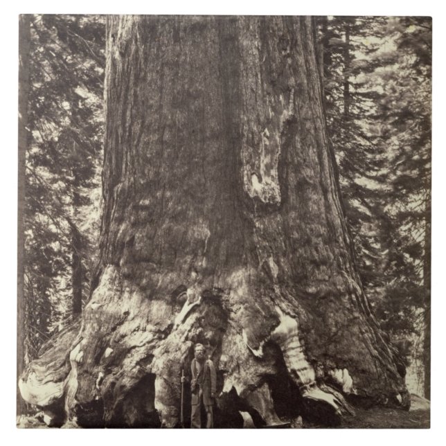 Basis des Graubär-Riesen, 'vom Yosemite-Buch Fliese (Vorderseite)