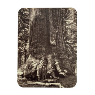 Basis des Graubär-Riesen, 'vom Yosemite-Buch Magnet