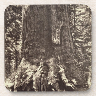Basis des Graubär-Riesen, 'vom Yosemite-Buch Untersetzer