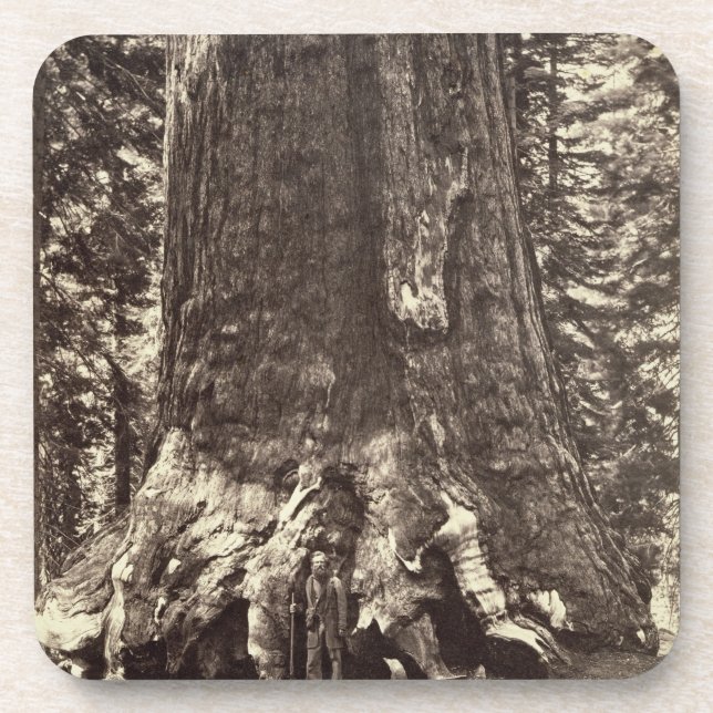 Basis des Graubär-Riesen, 'vom Yosemite-Buch Untersetzer (Vorderseite)