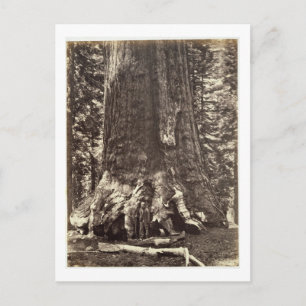 Basis des Grizzly-Riesen, aus dem Yosemite-Buch Postkarte