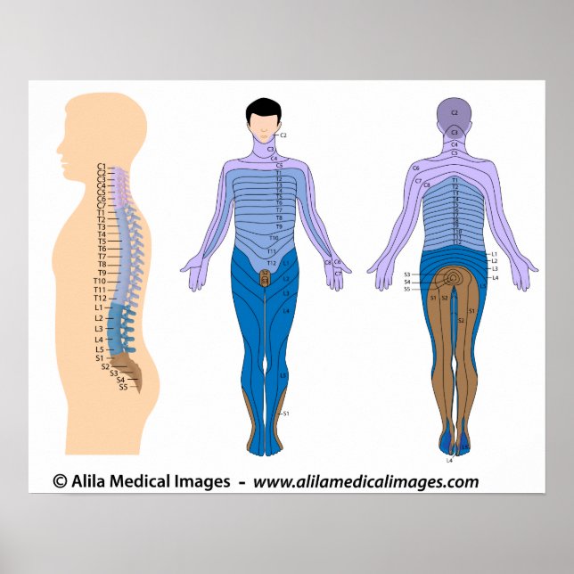 Basis für Rückenmarksverletzungen, medizinisches z Poster (Vorne)