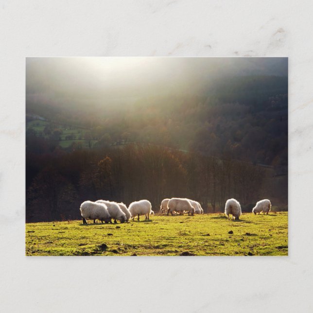 Baskenschaf Postkarte (Vorderseite)