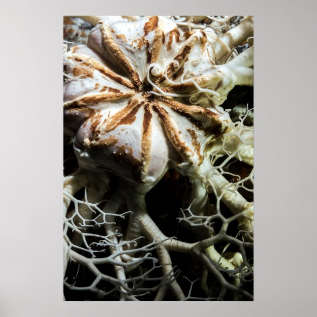 Basket Star (Gorgonocephalus eucnemis) - Poster (Devant)