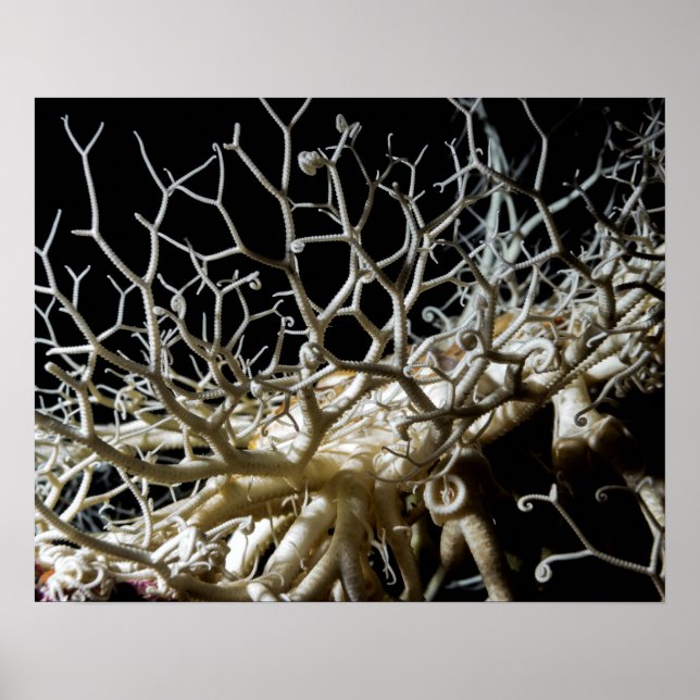Basket Star (Gorgonocephalus eucnemis) - Poster (Devant)