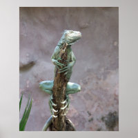 Basking Iguana Poster