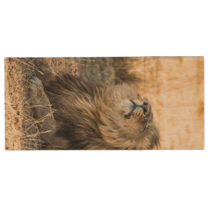 Basking Lion Cat Wildlife Nature Holz USB Stick