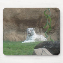 Basking White Tiger