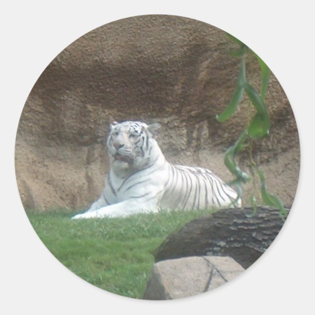 Basking White Tiger Runder Aufkleber (Vorderseite)
