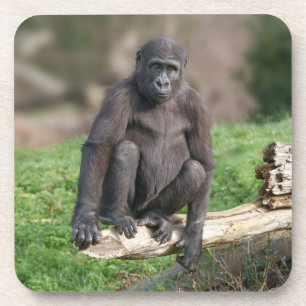 Basoko der junge Gorilla sitzt auf einem Log Getränkeuntersetzer