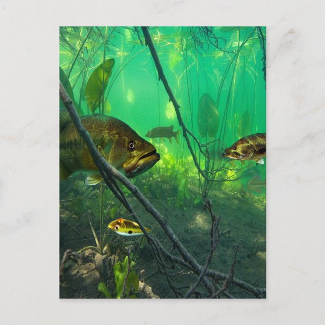 Bass Postkarte (Vorderseite)