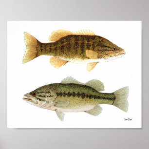 Bass - Smallmouth & Largemouth Bass Art Poster