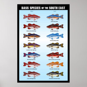 Bassarten im Südosten Poster