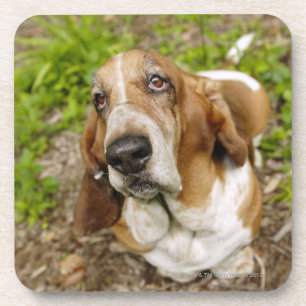 Basset Hound 2 Getränkeuntersetzer