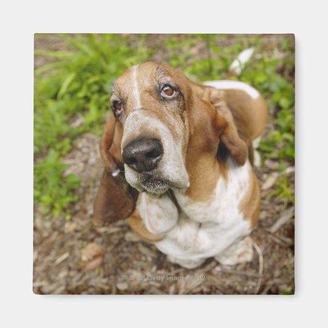 Basset Hound 2 Magnet (Vorne)