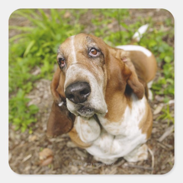 Basset Hound 2 Quadratischer Aufkleber (Vorderseite)