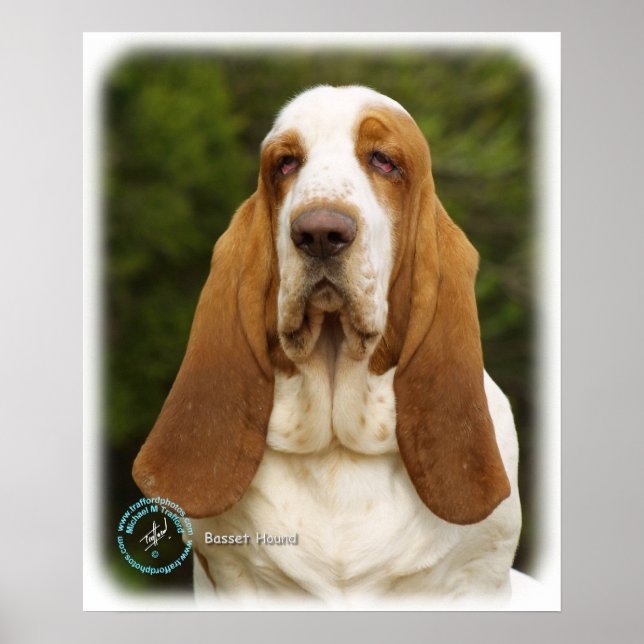 Basset Hound 9L9D-22_2 Poster (Vorne)