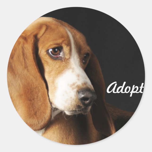 Basset hound autocollant (Devant)