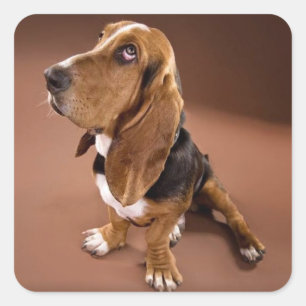 Basset Hound Chien Chien Chien Sticker / Étiquette