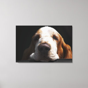Basset Hound, das seinen Kopf stillsteht Leinwanddruck