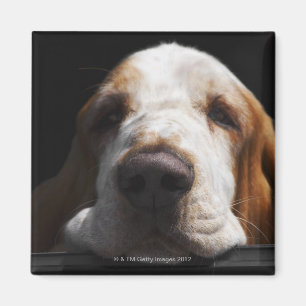 Basset Hound, das seinen Kopf stillsteht Magnet