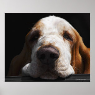 Basset Hound, das seinen Kopf stillsteht Poster