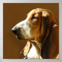 Basset Hound Foto drucken