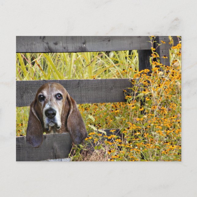 Basset Hound howdy Postkarte (Vorderseite)