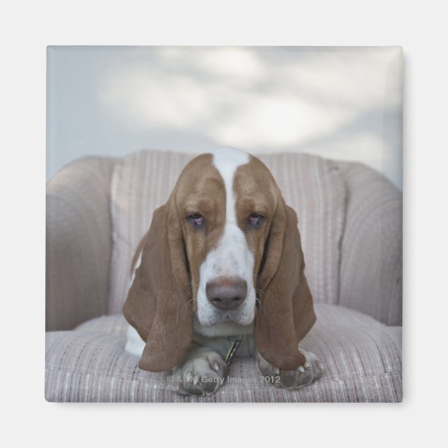 Basset Hound Magnet (Vorne)
