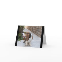 Basset Hound mit Sonnenbrille