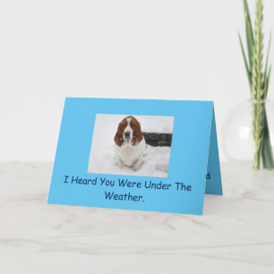 Basset Hound obtenir carte de puits.