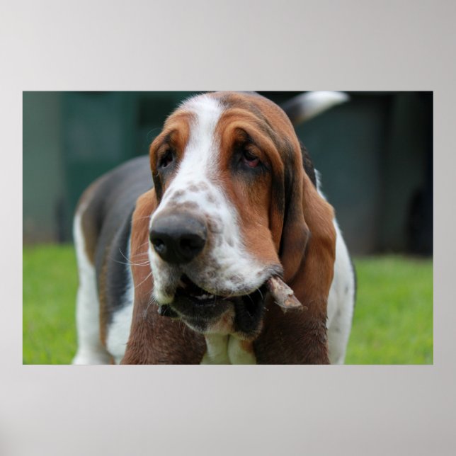 Basset Hound Poster (Vorne)